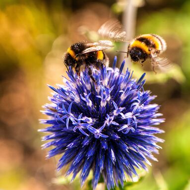 Bees on purple flower