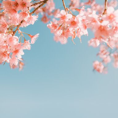 Sakura flower
