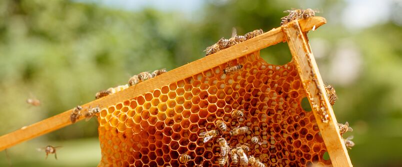  Bees in honey comb
