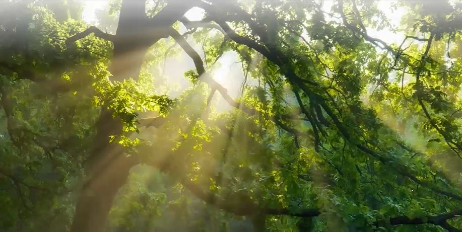 Silicon Valley Bank Closure - image of light shining through trees