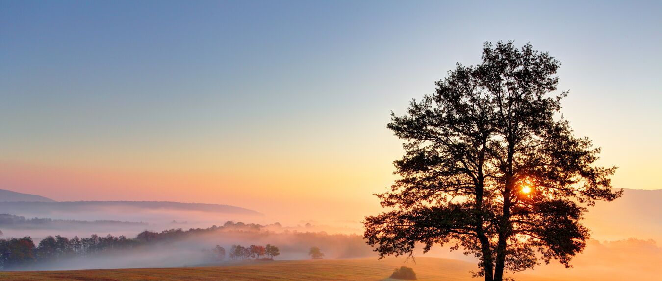 Alone tree on meadow at sunset with sun and mist