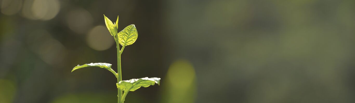image_1