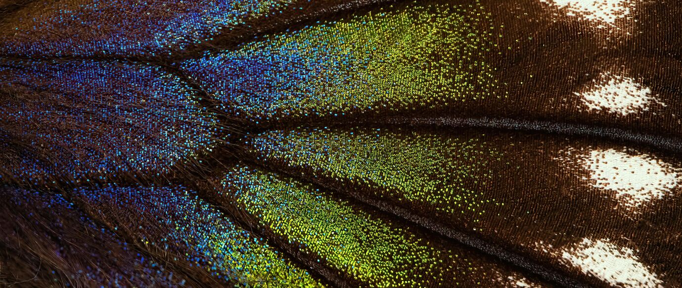  AI Summit Butterfly